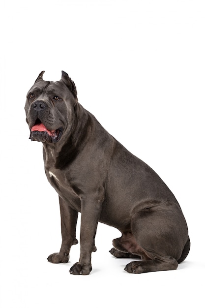 Cane corso dog on white