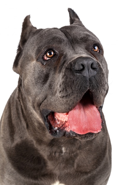 Cane Corso-geïsoleerd hondportret