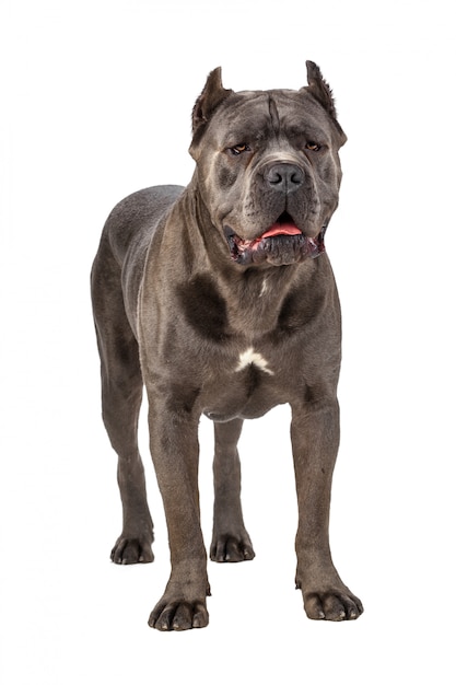 Cane Corso-hond op wit