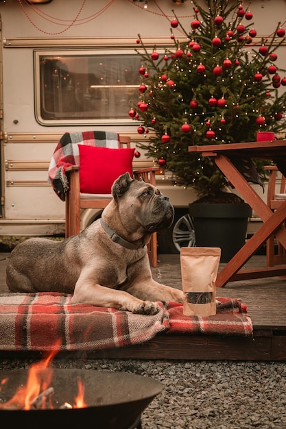 Cane corso hondenras op nieuwjaarsvakantie Kerstvakantie in een camper De hond bij de kerstboom kreeg een geschenk in de vorm van traktaties Advertentie voor hondensnoepjes vrolijk kerstfeest