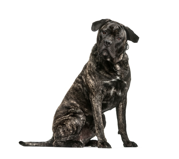 Cane Corso-hondzitting