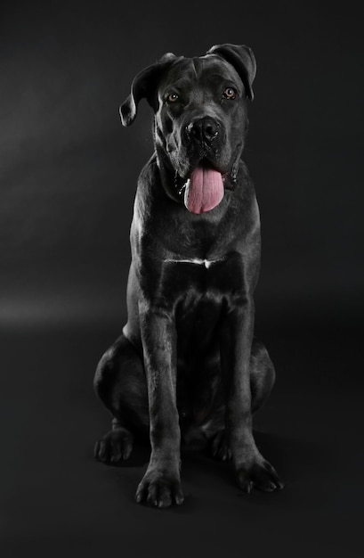 Foto cane corso italiano cane su sfondo nero