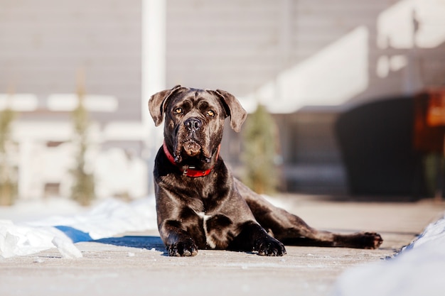 Cane corso italiano cane nella neve