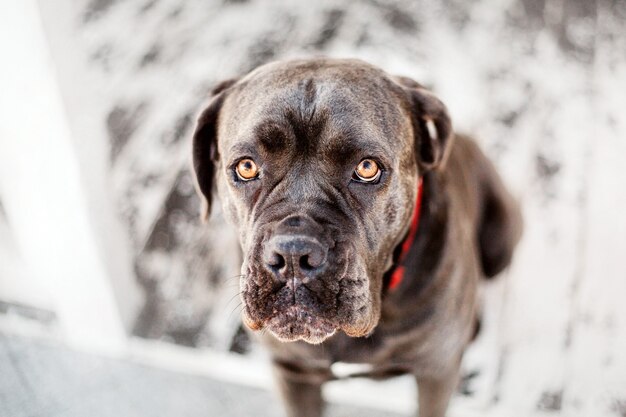 Cane Corso Italiano dog in the snow