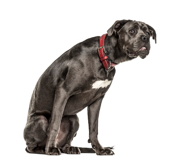 Cane corso guardando attentamente, isolato su bianco