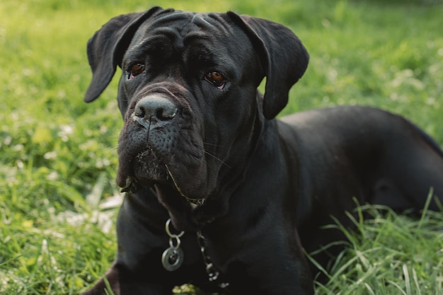 カネ・コルソの肖像画 カネ・コルソは屋外の緑の草の上に座る 大型犬の品種 イタリアの犬 カネ・コルソ 犬の勇敢な表情 黒のカネ・コルソ