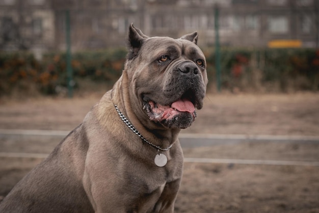 カネコルソの肖像画 屋外に座っているカネコルソ 大型犬の品種 イタリアの犬 カネコルソ 勇気