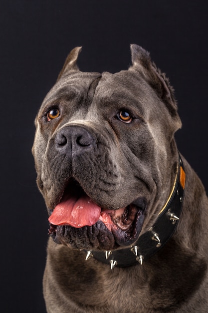 Cane corso portrait in studio with black