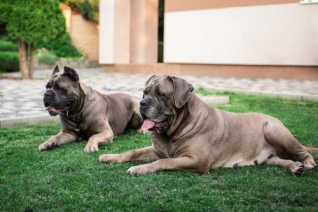 Photo cane corso portrait two cane corso lie outdoors large dog breeds italian dog cane corso the courageous look of a dog cropped ears formentino color