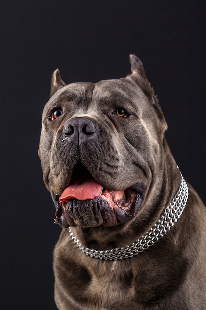 Cane corso portrait