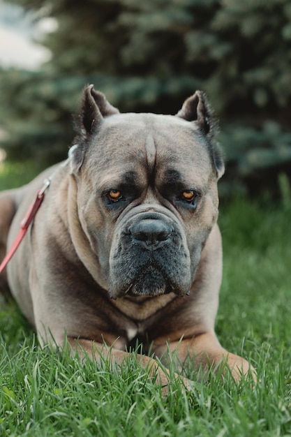 Cane corso portret cane corso zit op groen gras buitenshuis grote hondenrassen Italiaanse hond cane corso