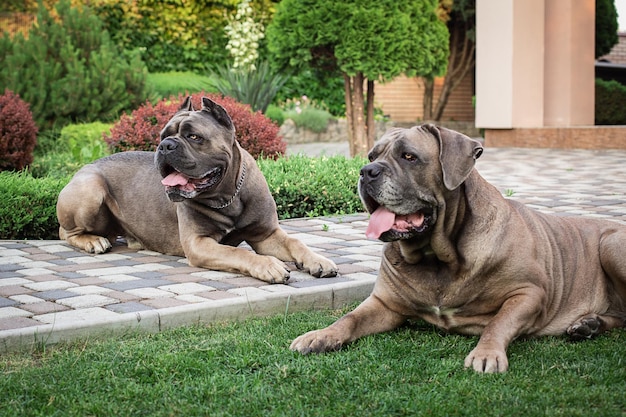 Cane corso portret twee cane corso liggen op het gazon in de open lucht grote hondenrassen italiaanse hond cane cor