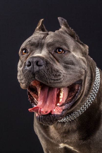 Cane corso portret