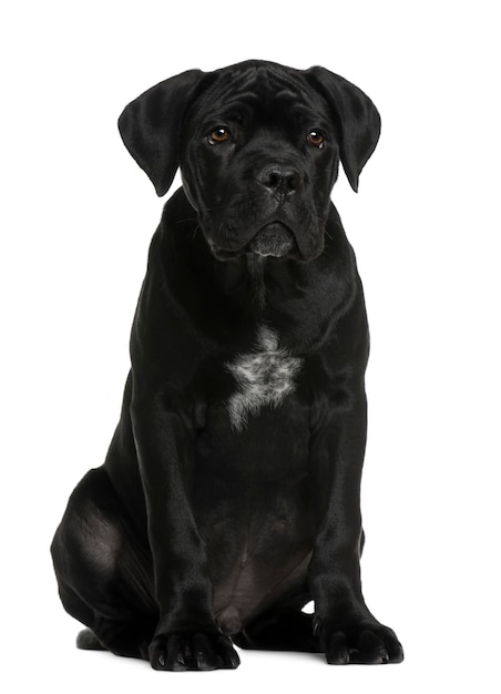 Cane corso puppy, 3 maanden oud, zit op witte muur