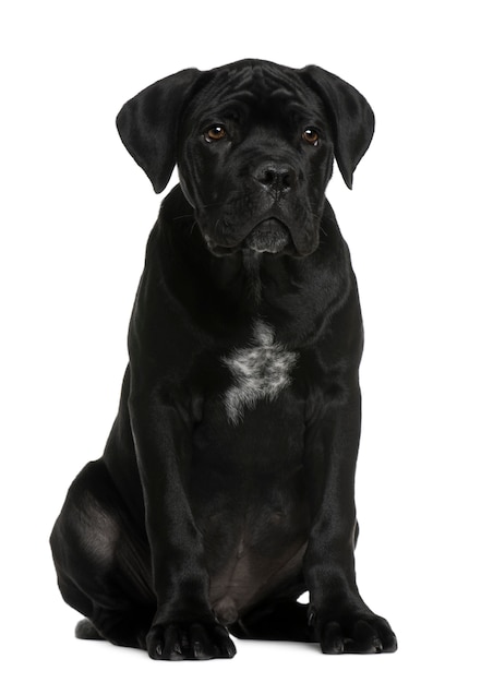 Cane corso puppy, 3 months old, sitting in front of white wall