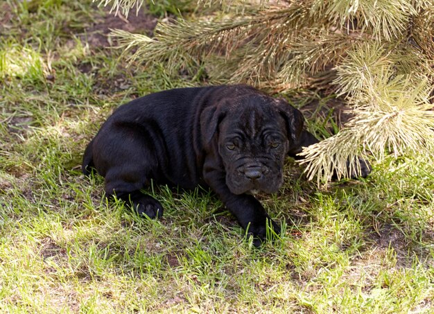 Cane corso puppy