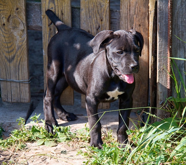 Cane corso puppy