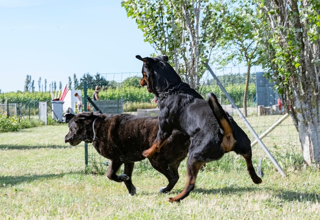 Cane corso and rottweiler