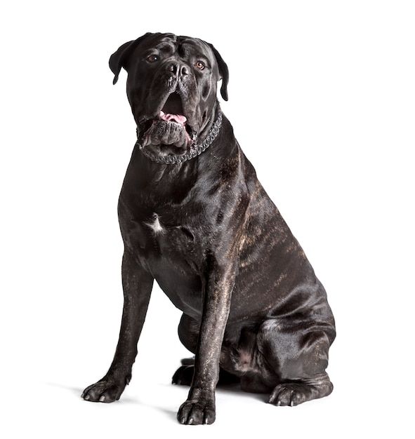 Cane Corso sitting against white background