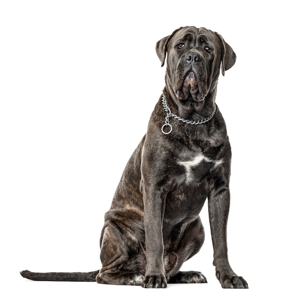 Cane corso sitting, isolated on white