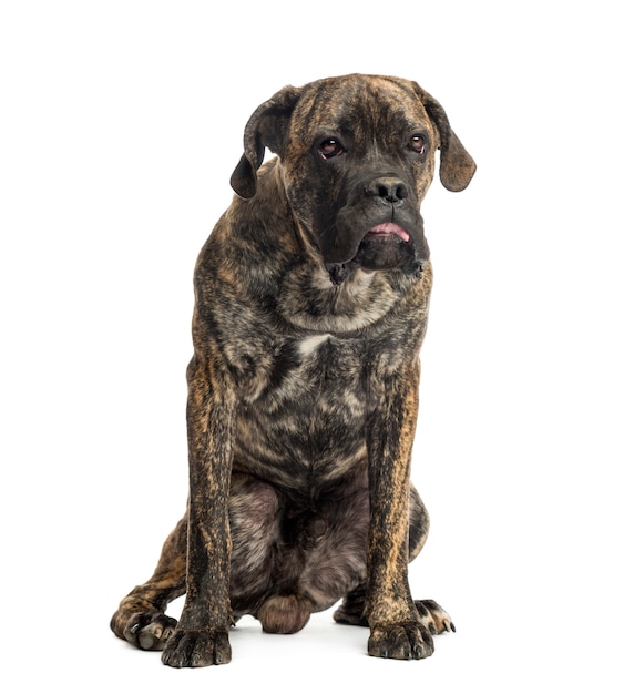 Cane Corso sitting, isolated on white