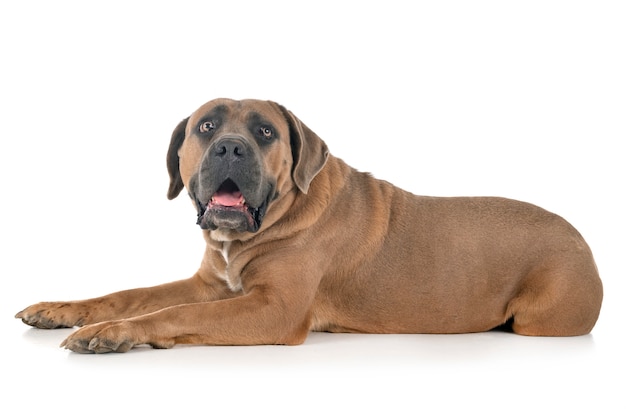 Cane corso voor volwassenen