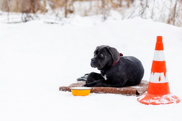 The cane Corso waits for his master on the street in winter