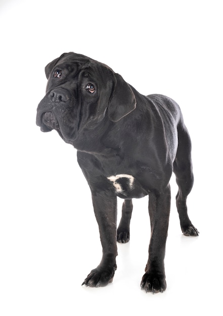 Cane corso on white isolated