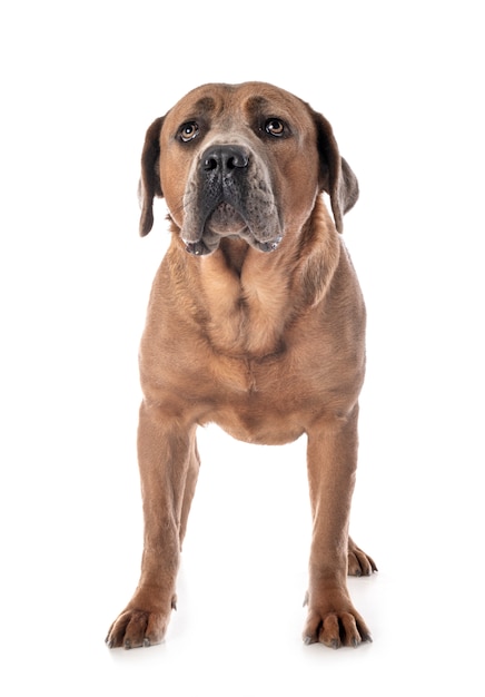 Cane corso on white isolated