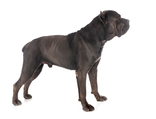 Cane corso on white