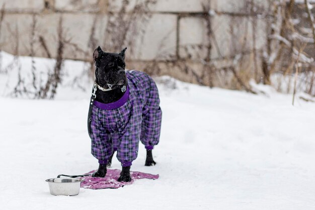 Cane Corso winter walking and training