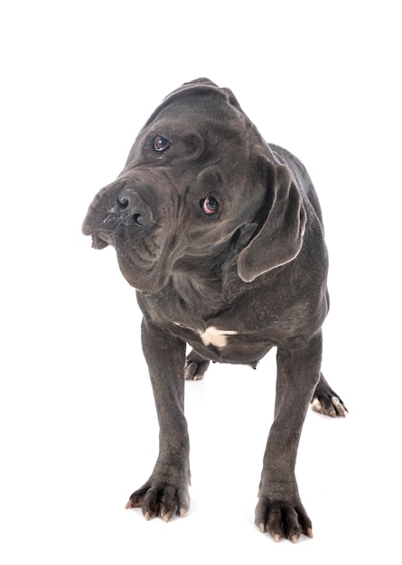 Cane corso 