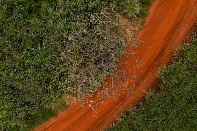 Cane field and dirt road seen from above drone view