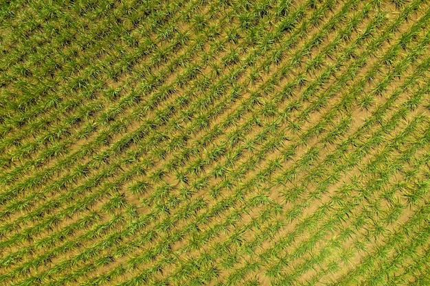 ブラジルの晴れた日に上から見たサトウキビ畑