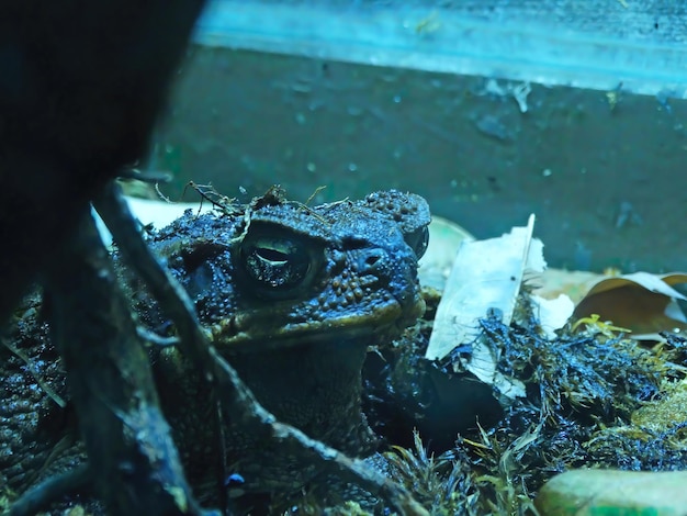 Cane toad in tropical rain forest siting in the water