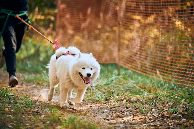 サモエド犬と一緒に走るキャニクロスクロスカントリー、白いサモエド犬と一緒に走る女性のマッシャー、犬ぞりレースのスポーツ大会