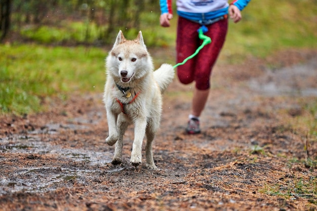 Canicross dog mushing race. Husky sled dog attached to runner. Autumn competition.