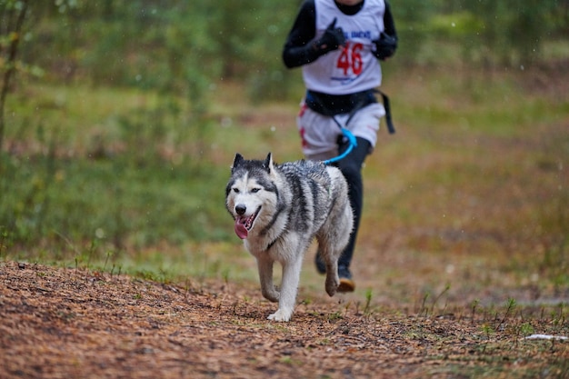 Canicross dog mushing race