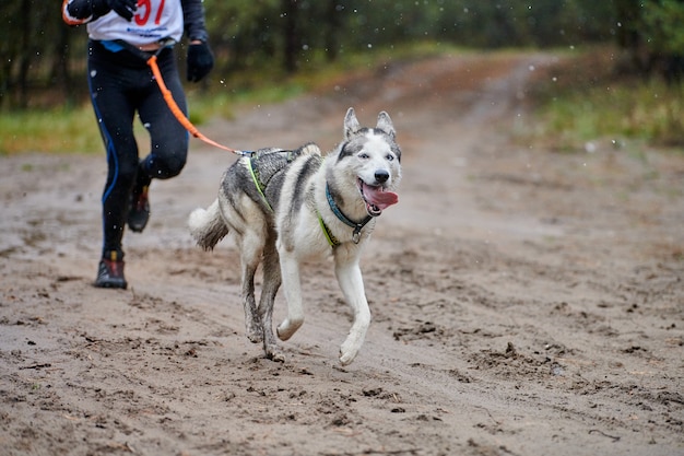 Canicross dog mushing race