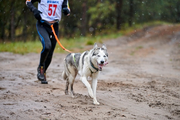 Canicross hond mushing race