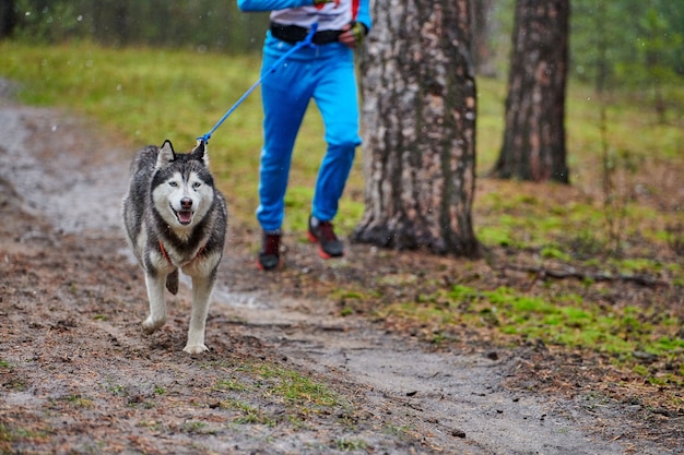 Canicross Mushing-race voor honden