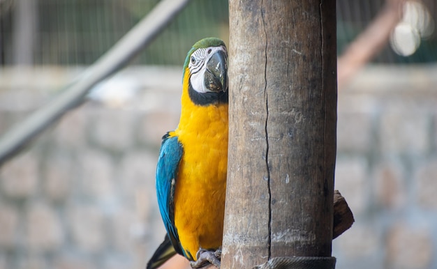 Caninde Macaw, 브라질의 재활 센터에서 자연으로 돌아가기 전에 아름다운 잉꼬. 자연광, 선택적 초점.