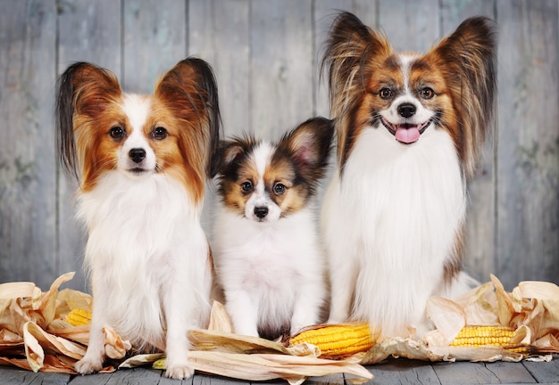 犬の家族、ママ、パパ、子犬。