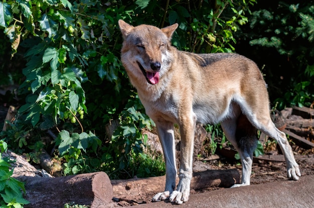 Canis lupus of grijze wolf in gevangenschap