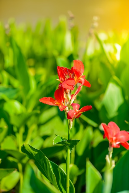 Canna bloeit in de tuin