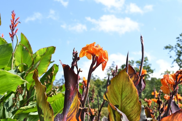 Canna flowers against blue sky