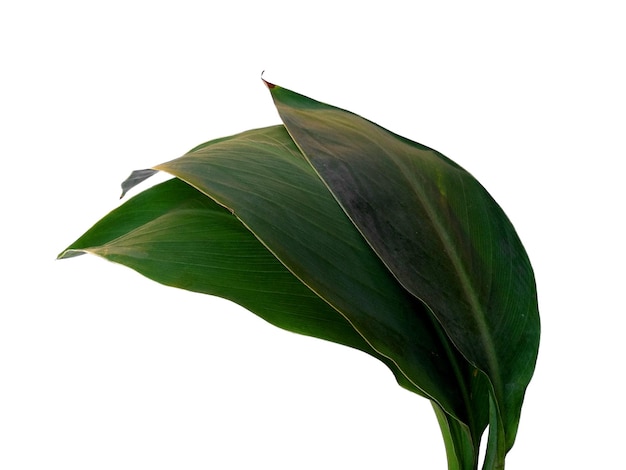 Canna indica blad op witte achtergrond