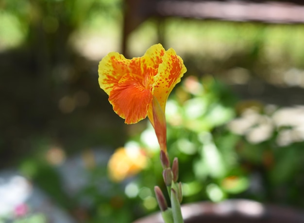 Canna indica-bloemen groeien in Vietnam