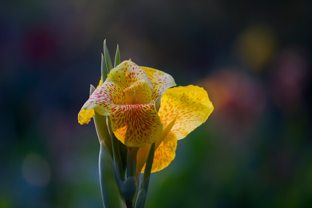 Canna indica flower blooming away