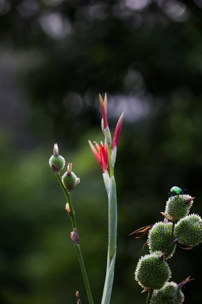 Canna Indica 꽃 또는 인디언 슛은 좋은 부드럽고 아름다운 배경을 가진 정원에서